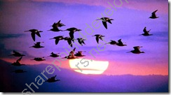 migration